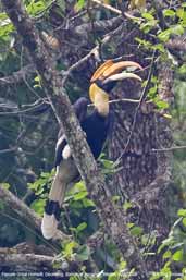 Great Hornbill, Deothang, Samdrup Jongkhar, Bhutan, April 2008 - click for larger image