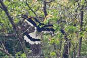 Great Hornbill, Deothang, Samdrup Jongkhar, Bhutan, April 2008 - click for larger image