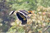 Great Hornbill, Deothang, Samdrup Jongkhar, Bhutan, April 2008 - click for larger image