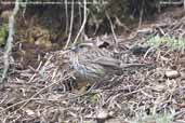 Female White-browed Rosefinch, Cheli La, Paro, Bhutan, March 2008 - click for larger image