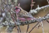 Male White-browed Rosefinch, Cheli La, Paro, Bhutan, March 2008 - click for larger image