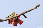 Male Fire-capped Tit, Punakha, Bhutan, March 2008 - click for larger image