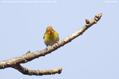 Male Fire-capped Tit, Punakha, Bhutan, March 2008 - click for larger image