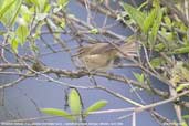 Brownish-flanked Bush-warbler, Lingmethang Road, Mongar, Bhutan, April 2008 - click for larger image