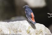 White-capped Water-redstart, Shemgang, Bhutan, April 2008 - click for larger image