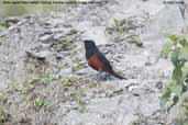 White-capped Water-redstart, Deothang, Samdrup Jongkhar, Bhutan, April 2008 - click for larger image