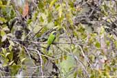 Male Orange-bellied Leafbird, Shemgang, Bhutan, April 2008 - click for larger image