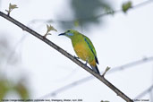 Female Orange-bellied Leafbird, Shemgang, Bhutan, April 2008 - click for larger image