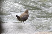 Brown Dipper, Mo Chu River, Punakha, Bhutan, March 2008 - click for larger image