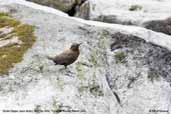 Brown Dipper, Mo Chu River, Punakha, Bhutan, March 2008 - click for larger image