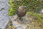 Brown Dipper, Mo Chu River, Punakha, Bhutan, March 2008 - click for larger image