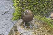 Brown Dipper, Mo Chu River, Punakha, Bhutan, March 2008 - click for larger image