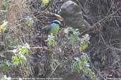 Common Green Magpie, Shemgang, Bhutan, March 2008 - click for larger image