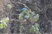 Common Green Magpie, Shemgang, Bhutan, March 2008 - click for larger image