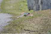 Common Green Magpie, Shemgang, Bhutan, March 2008 - click for larger image