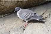 Snow Pigeon, Lingmethang Road, Mongar, Bhutan, April 2008 - click for larger image