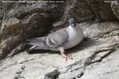 Snow Pigeon, Lingmethang Road, Mongar, Bhutan, April 2008 - click for larger image