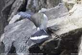 Snow Pigeon, Lingmethang Road, Mongar, Bhutan, April 2008 - click for larger image