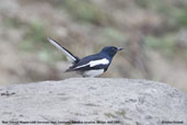 Male Oriental Magpie-robin, Deothang, Samdrup Jongkhar, Bhutan, April 2008 - click for larger image