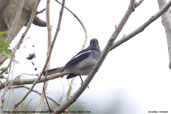 Female Oriental Magpie-robin, Tashigang, Bhutan, March 2008 - click for larger image