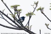 Male Oriental Magpie-robin, Tashigang, Bhutan, April 2008 - click for larger image