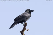 Large-billed Crow, Drugyel Dzong, Paro, Bhutan, March 2008 - click for larger image