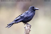 Large-billed Crow, Pele La, Wangdue Phodrang, Bhutan, March 2008 - click for larger image