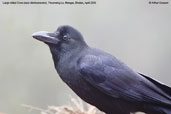 Large-billed Crow, Thrumsing La, Mongar, Bhutan, April 2008 - click for larger image