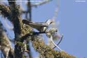 Common Cuckoo, Kori La, Mongar, Bhutan, April 2008 - click for larger image