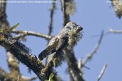 Common Cuckoo, Kori La, Mongar, Bhutan, April 2008 - click for larger image