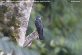 Female Oriental Cuckoo, Lingmethang Road, Mongar, Bhutan, April 2008 - click for larger image