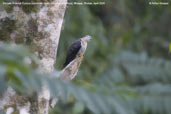 Female Oriental Cuckoo, Lingmethang Road, Mongar, Bhutan, April 2008 - click for larger image