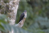 Female Oriental Cuckoo, Lingmethang Road, Mongar, Bhutan, April 2008 - click for larger image