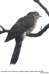 Large Hawk-cuckoo, Deothang, Samdrup Jongkhar, Bhutan, April 2008 - click for larger image