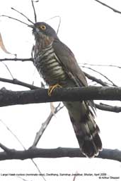 Large Hawk-cuckoo, Deothang, Samdrup Jongkhar, Bhutan, April 2008 - click for larger image