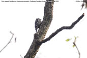 Grey-capped Woodpecker, Deothang, Samdrup Jongkhar, April, March 2008 - click for larger image