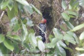 Male Rufous-bellied Woodpecker, Dochu La, Thimphu, Bhutan, March 2008 - click for larger image