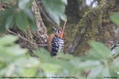 Male Rufous-bellied Woodpecker, Dochu La, Thimphu, Bhutan, March 2008 - click for larger image