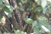 Male Rufous-bellied Woodpecker, Dochu La, Thimphu, Bhutan, March 2008 - click for larger image