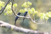 Bronzed Drongo, Deothang, Samdrup Jongkhar, Bhutan, April 2008 - click for larger image