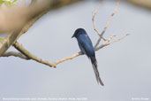 Bronzed Drongo, Deothang, Samdrup Jongkhar, Bhutan, April 2008 - click for larger image