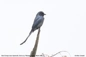 Ashy Drongo, Dochu La, Thimphu, Bhutan, March 2008 - click for larger image