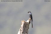 Ashy Drongo, Shemgang, Bhutan, March 2008 - click for larger image