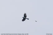 Lesser Racket-tailed Drongo, Shemgang, Bhutan, April 2008 - click for larger image