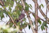 Mountain Imperial-pigeon, Shemgang, Bhutan, April 2008 - click for larger image