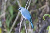 Verditer Flycatcher, Lingmethang Road, Mongar, Bhutan, April 2008 - click for larger image