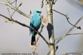 Verditer Flycatcher, Tashigang, Bhutan, April 2008 - click for larger image