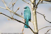 Verditer Flycatcher, Tashigang, Bhutan, April 2008 - click for larger image