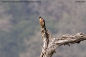 Peregrine Falcon, Shemgang, Bhutan, April 2008 - click for larger image