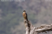 Peregrine Falcon, Shemgang, Bhutan, April 2008 - click for larger image